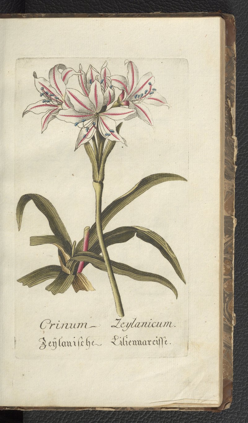 Ceylon Swamplily photo 6