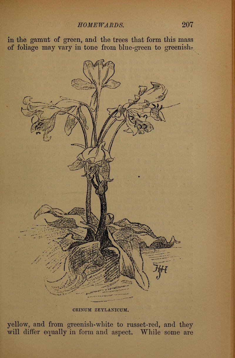 Ceylon Swamplily photo 7