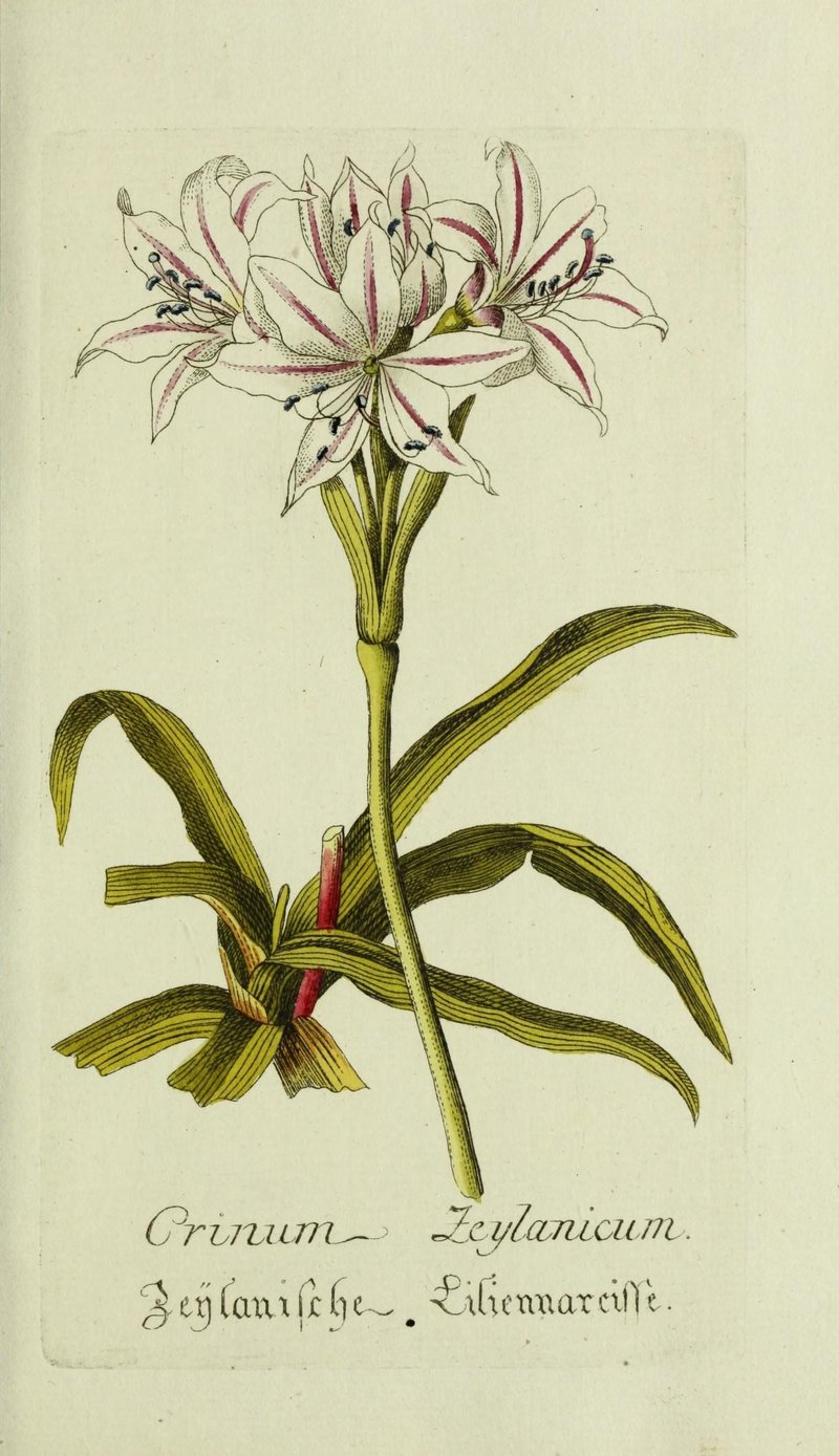 Ceylon Swamplily photo 8