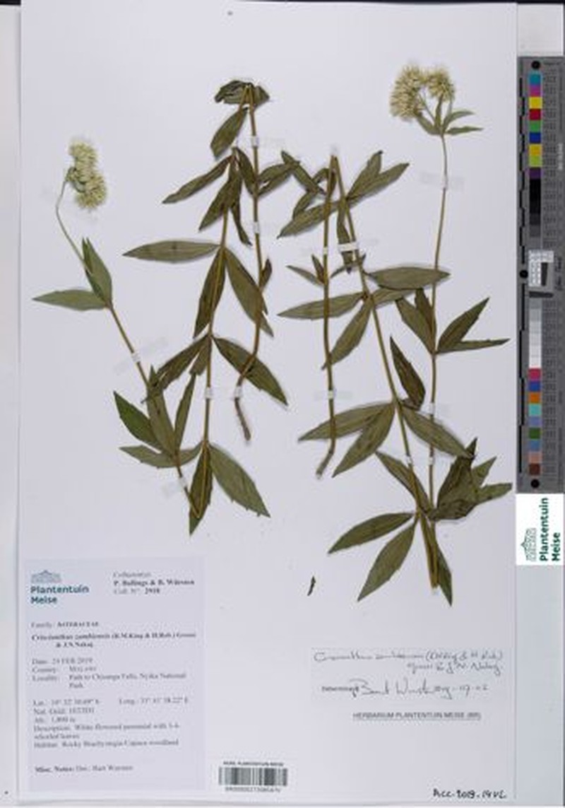 Criscianthus zambiensis photo 2