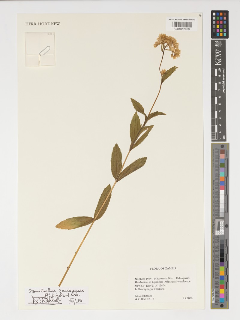 Criscianthus zambiensis photo 3