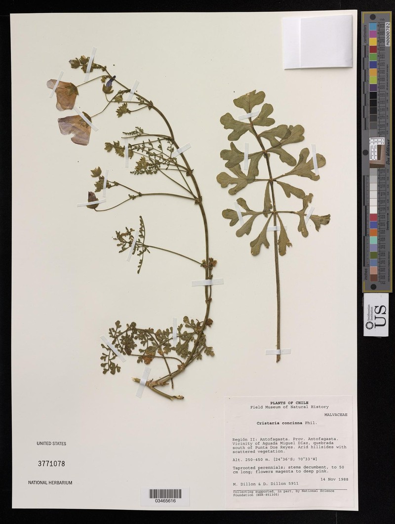 Cristaria aspera var. aspera