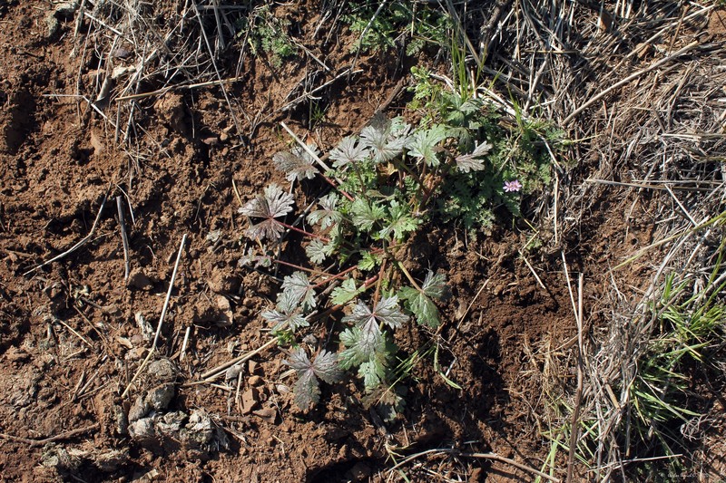 Cristaria dissecta var. dissecta