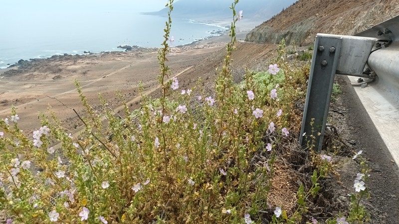 Cristaria integerrima var. integerrima