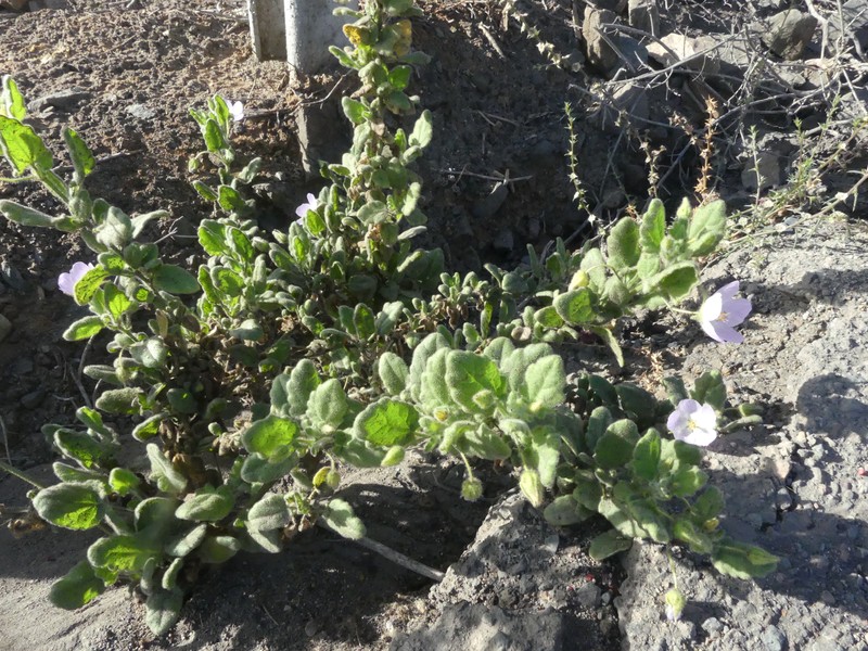 Cristaria integerrima var. integerrima photo 2