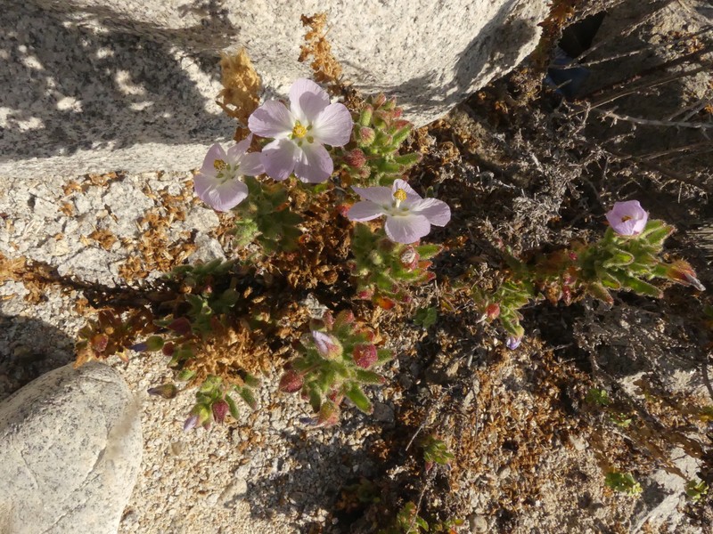 Cristaria integerrima var. integerrima photo 3