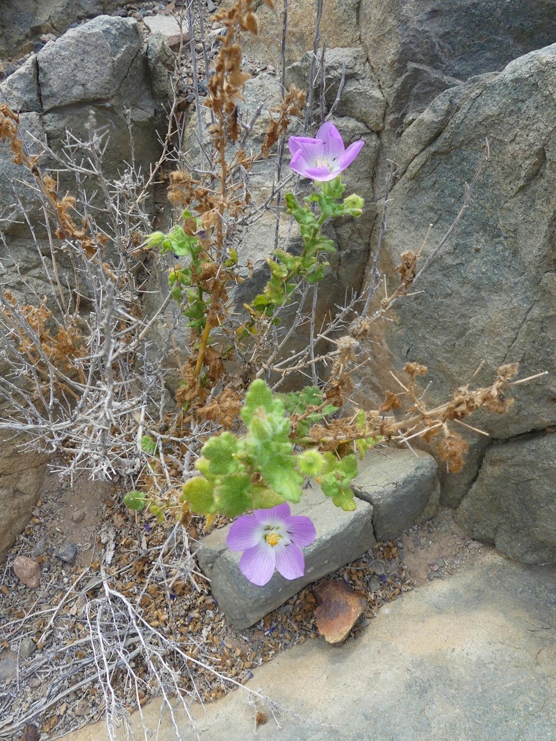 Cristaria integerrima var. integerrima photo 4