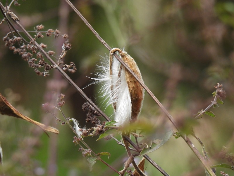 Cristobalia australis
