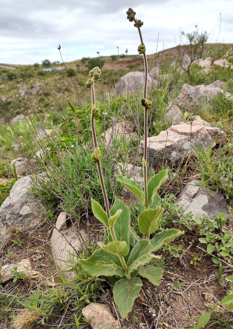 Cristobalia australis photo 2
