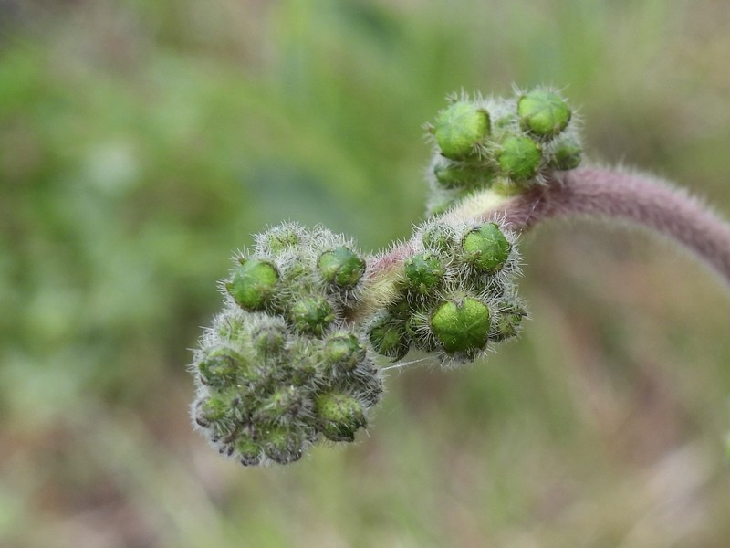 Cristobalia australis photo 3