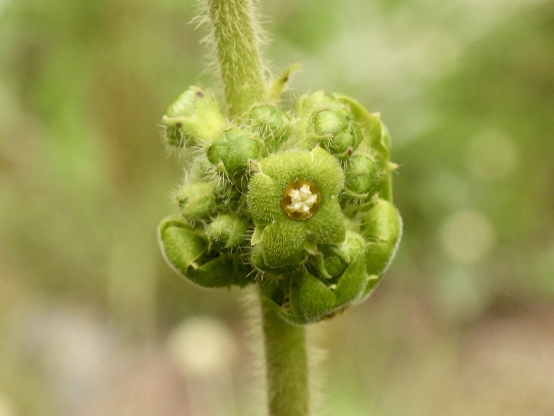 Cristobalia australis photo 4