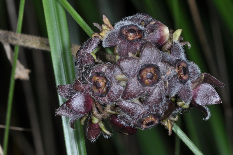 Cristobalia hirsutissima