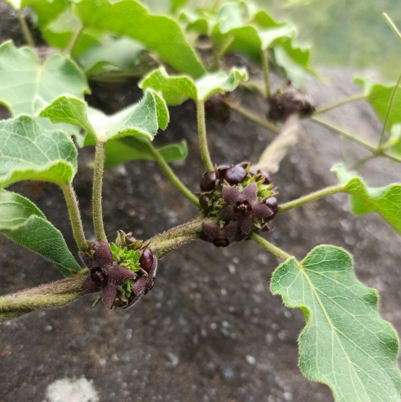 Cristobalia hirsutissima photo 2