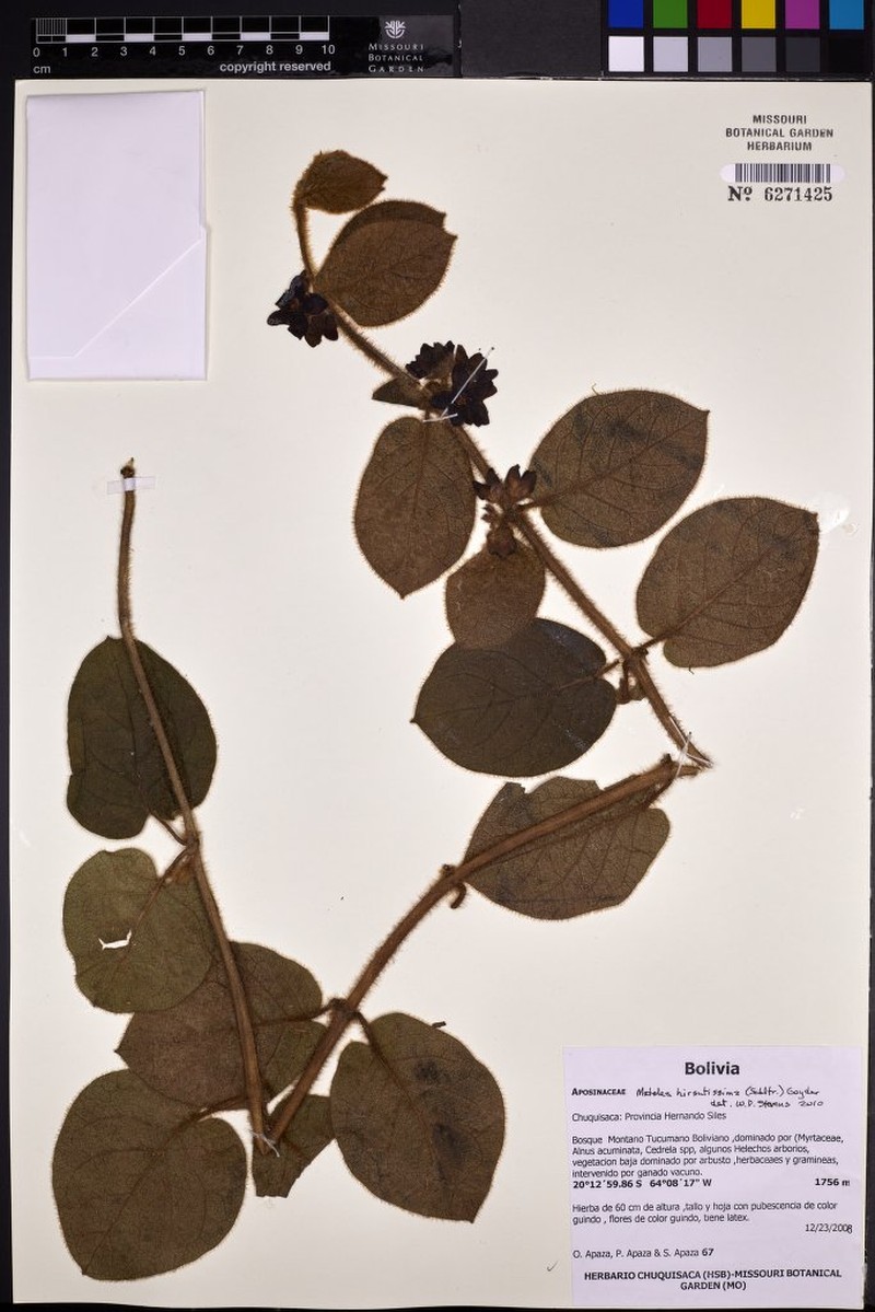 Cristobalia hirsutissima photo 4