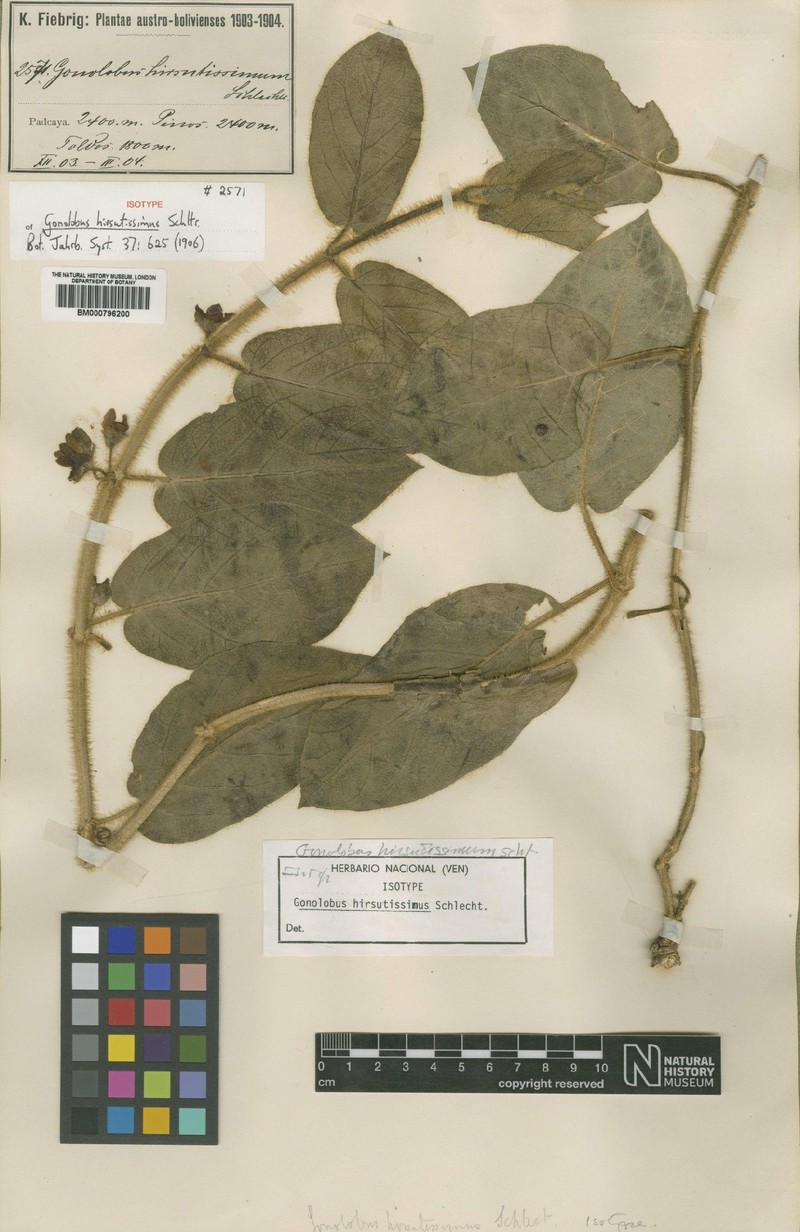 Cristobalia hirsutissima photo 5
