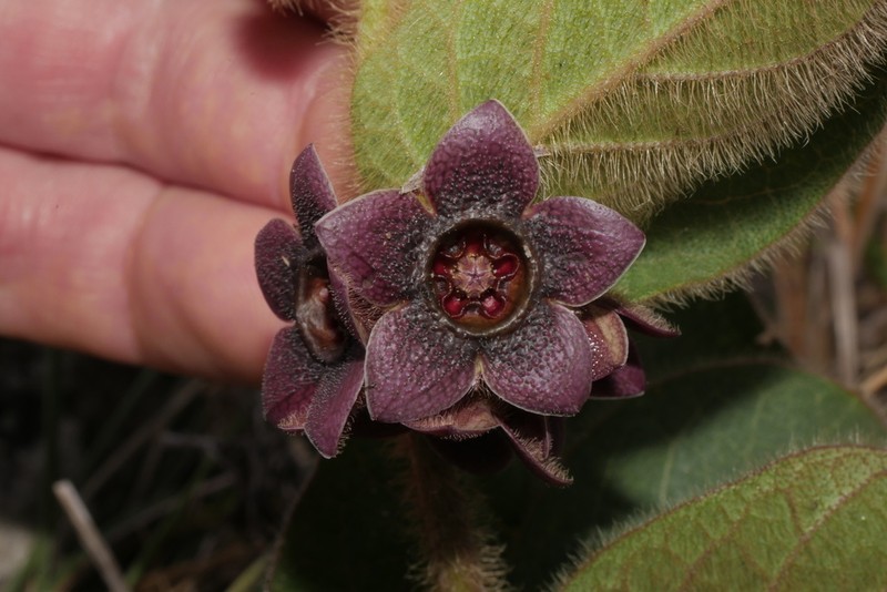 Cristobalia hispida
