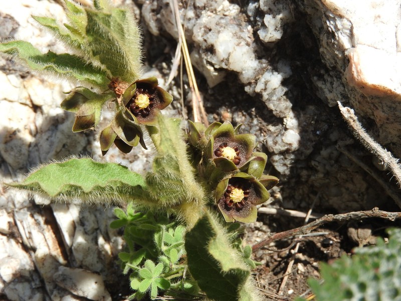Cristobalia hispida photo 2