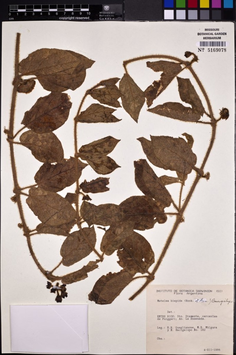 Cristobalia hispida photo 3