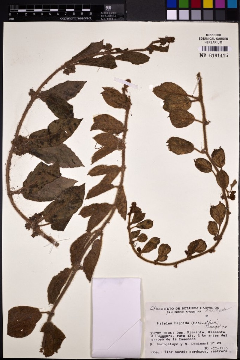 Cristobalia hispida photo 4