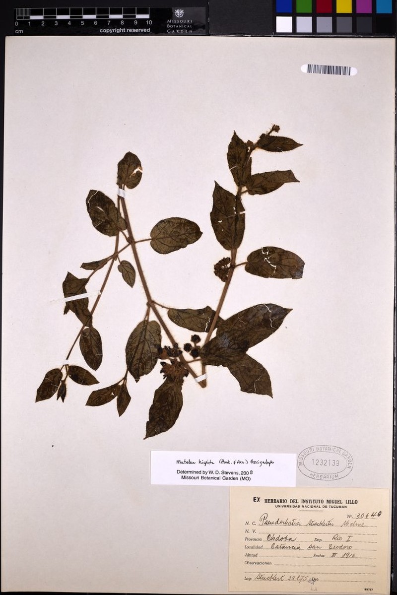 Cristobalia hispida photo 5