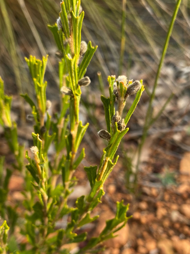 Cristonia biloba subsp. biloba