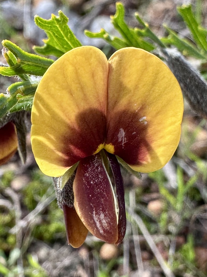 Cristonia biloba subsp. biloba photo 2