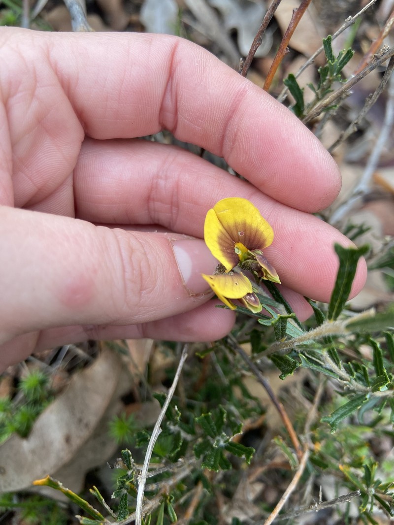 Cristonia biloba subsp. biloba photo 3