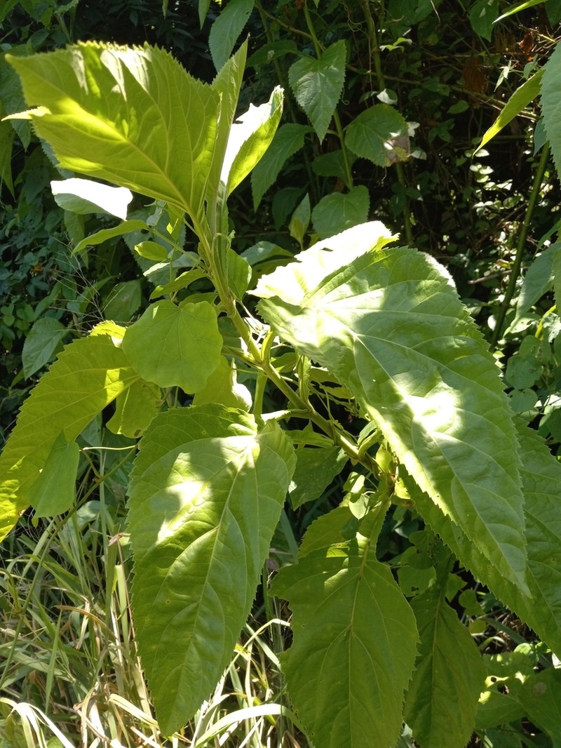 Critonia aromatisans