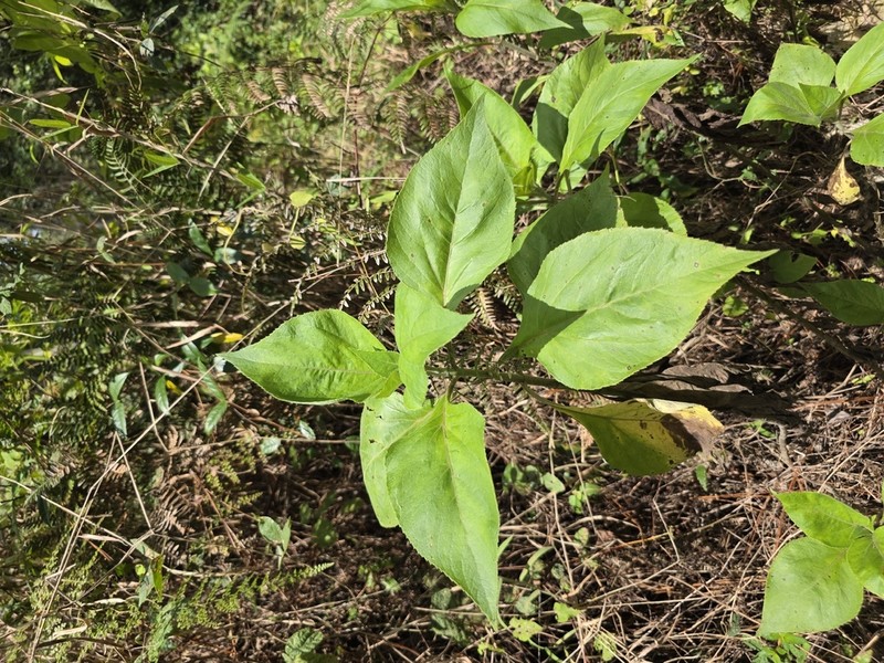 Critonia aromatisans photo 3