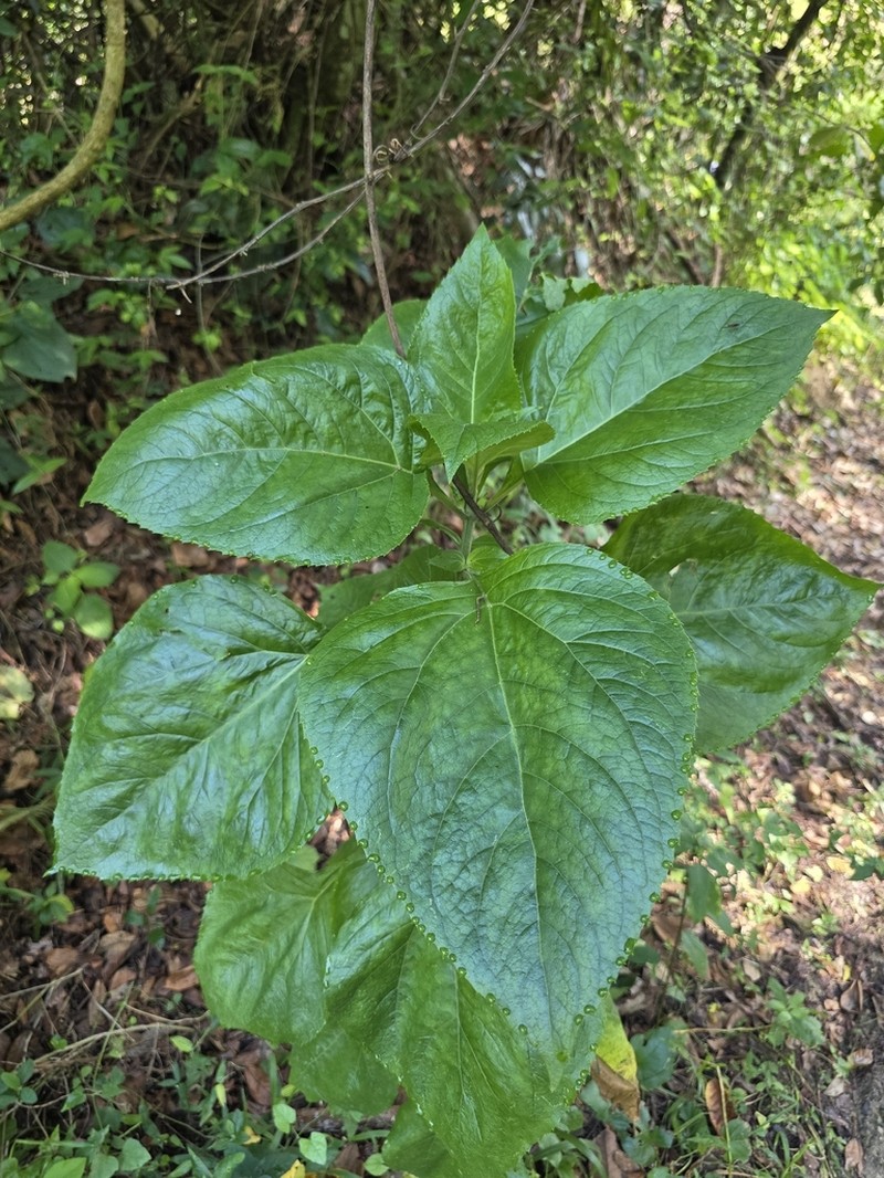 Critonia aromatisans photo 4