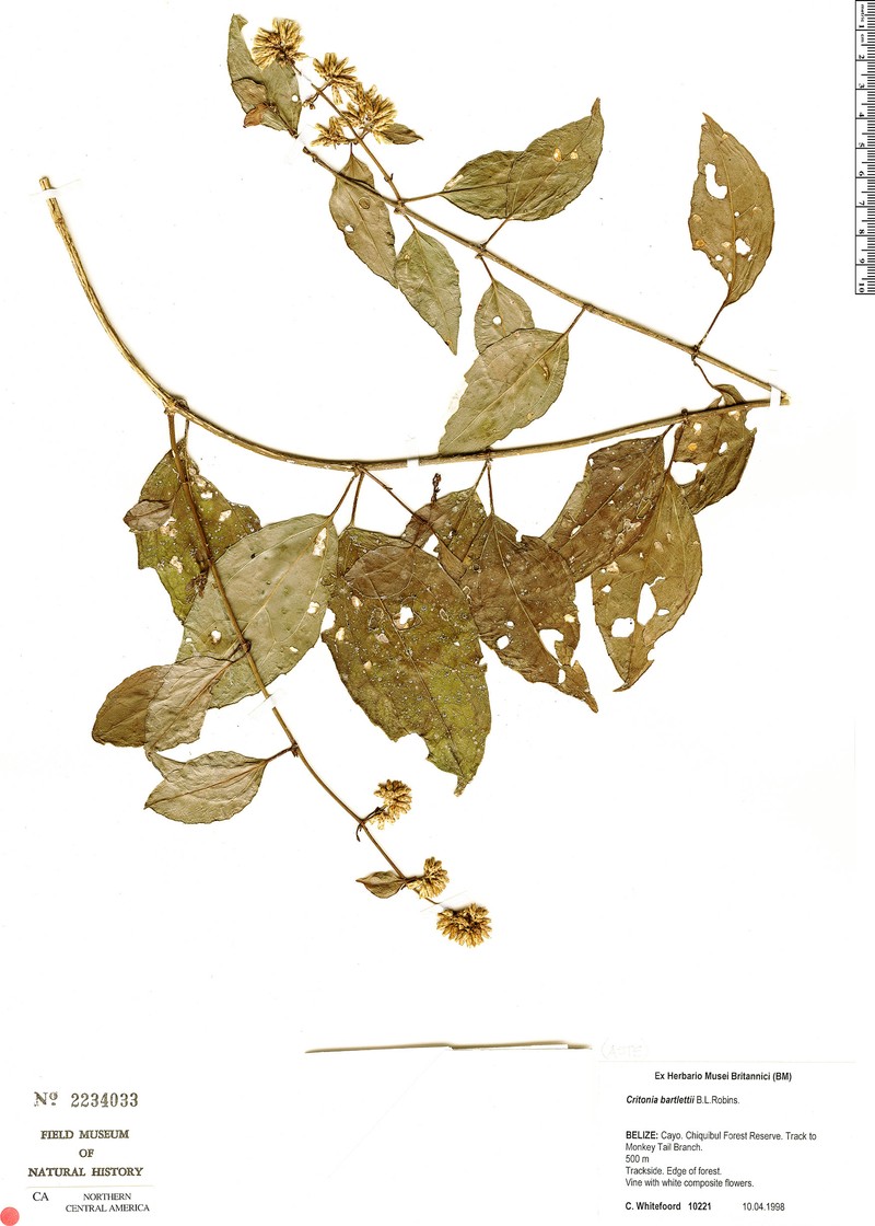 Critonia bartlettii