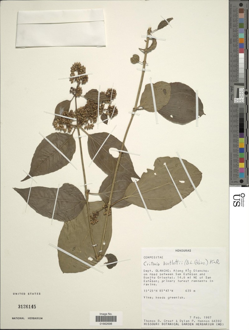 Critonia bartlettii photo 2