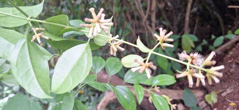 Critonia billbergiana