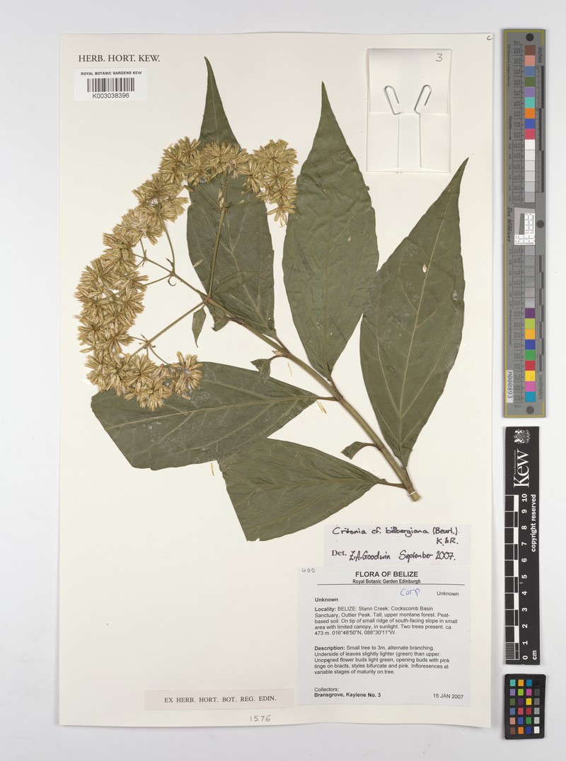 Critonia billbergiana photo 2