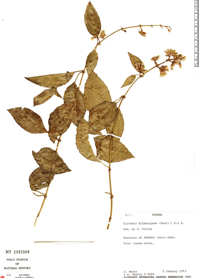 Critonia billbergiana photo 3