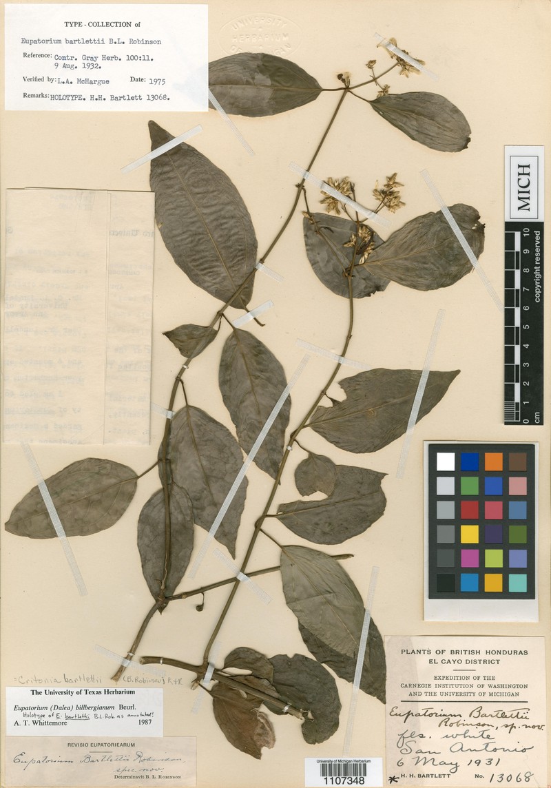 Critonia billbergiana photo 4