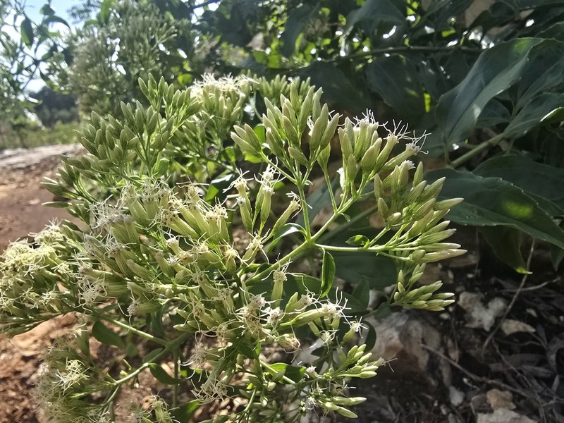 Critonia campechensis