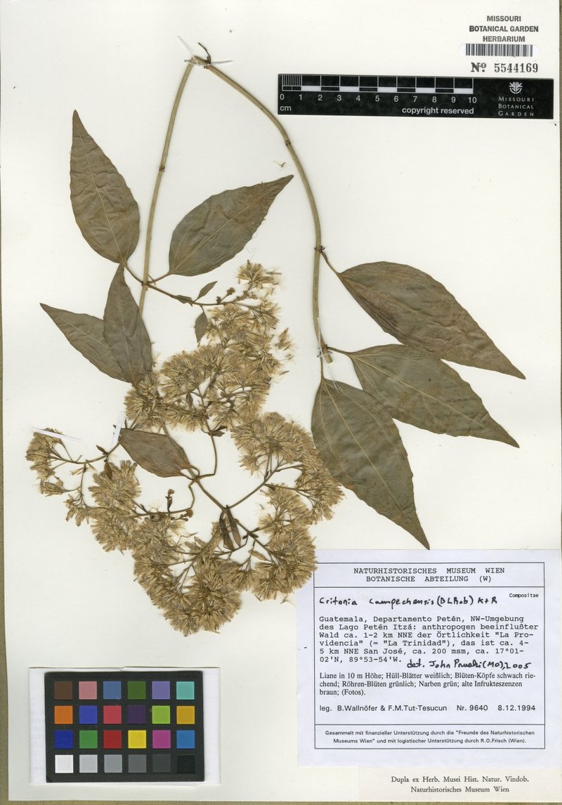 Critonia campechensis photo 2