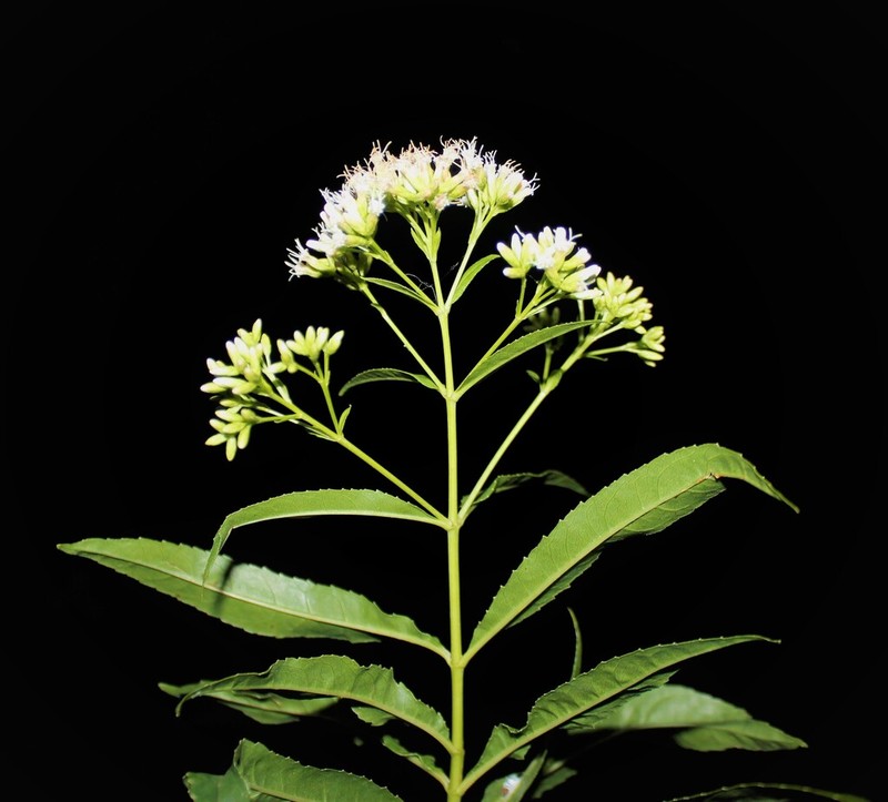 Critonia dalea