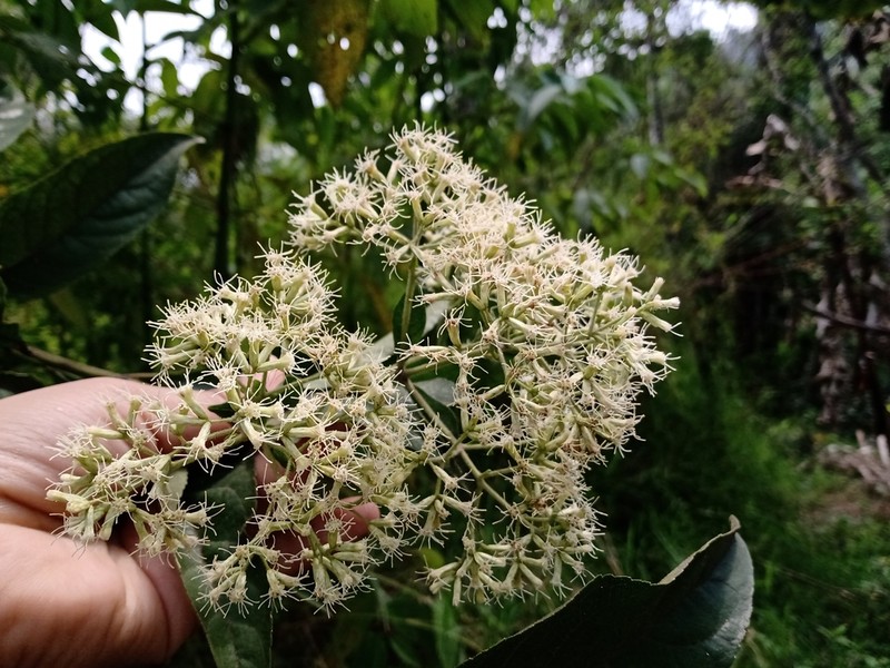 Critonia daleoides