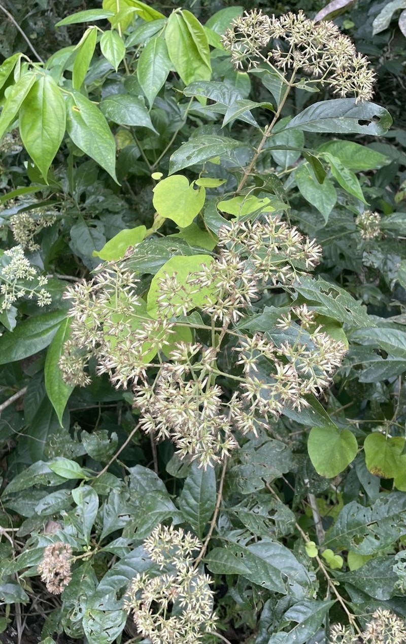 Critonia daleoides photo 2