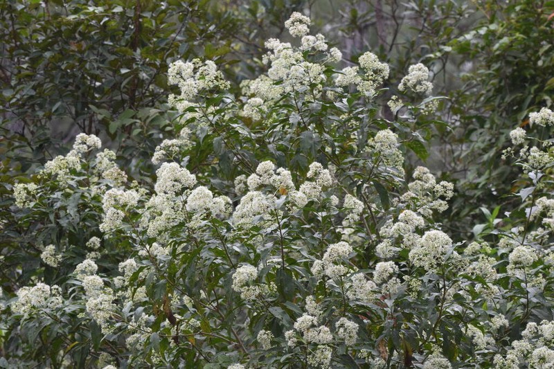 Critonia daleoides photo 3