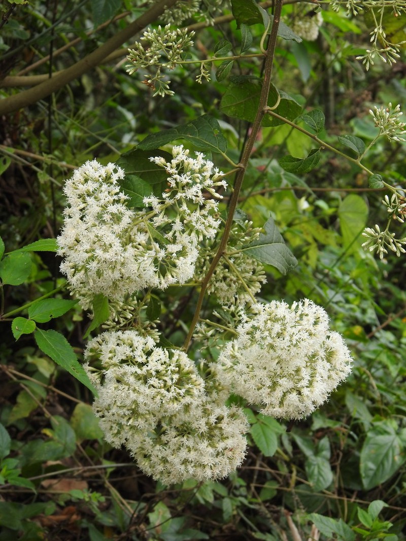 Critonia daleoides photo 4