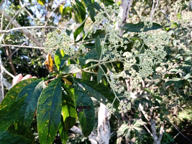 Critonia daleoides photo 5