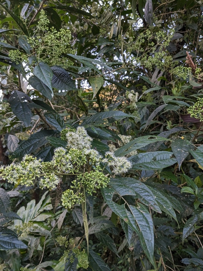 Critonia daleoides photo 6