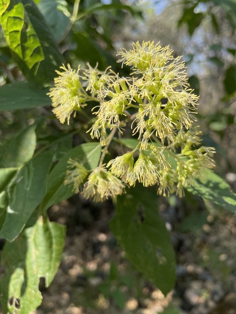 Critonia hebebotrya