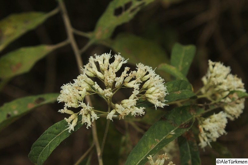 Critonia hebebotrya photo 2