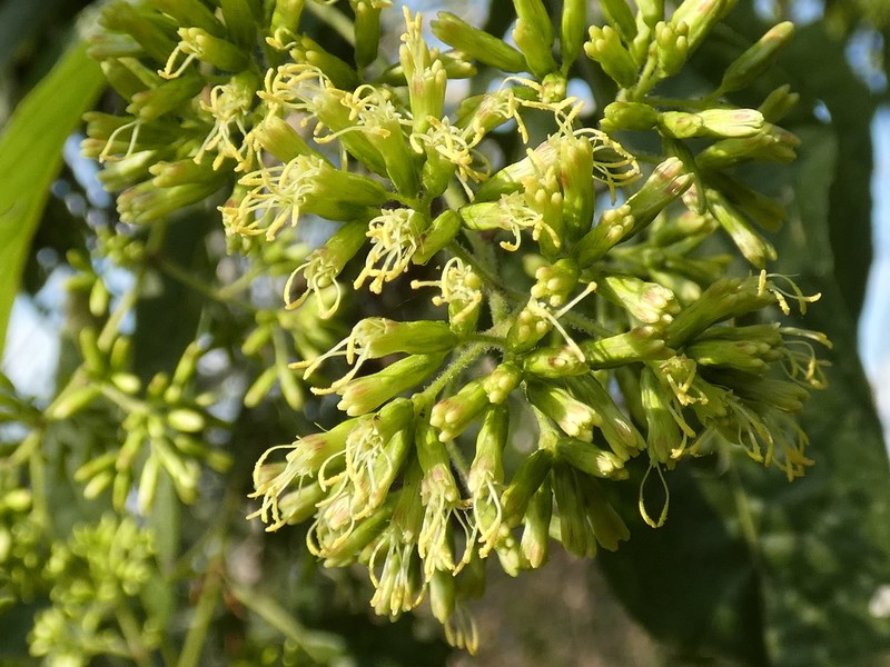 Critonia hebebotrya photo 3