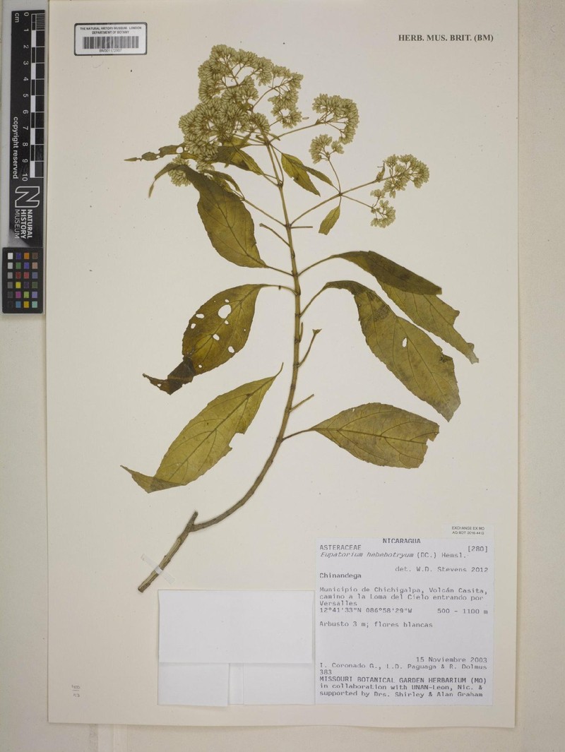Critonia hebebotrya photo 5