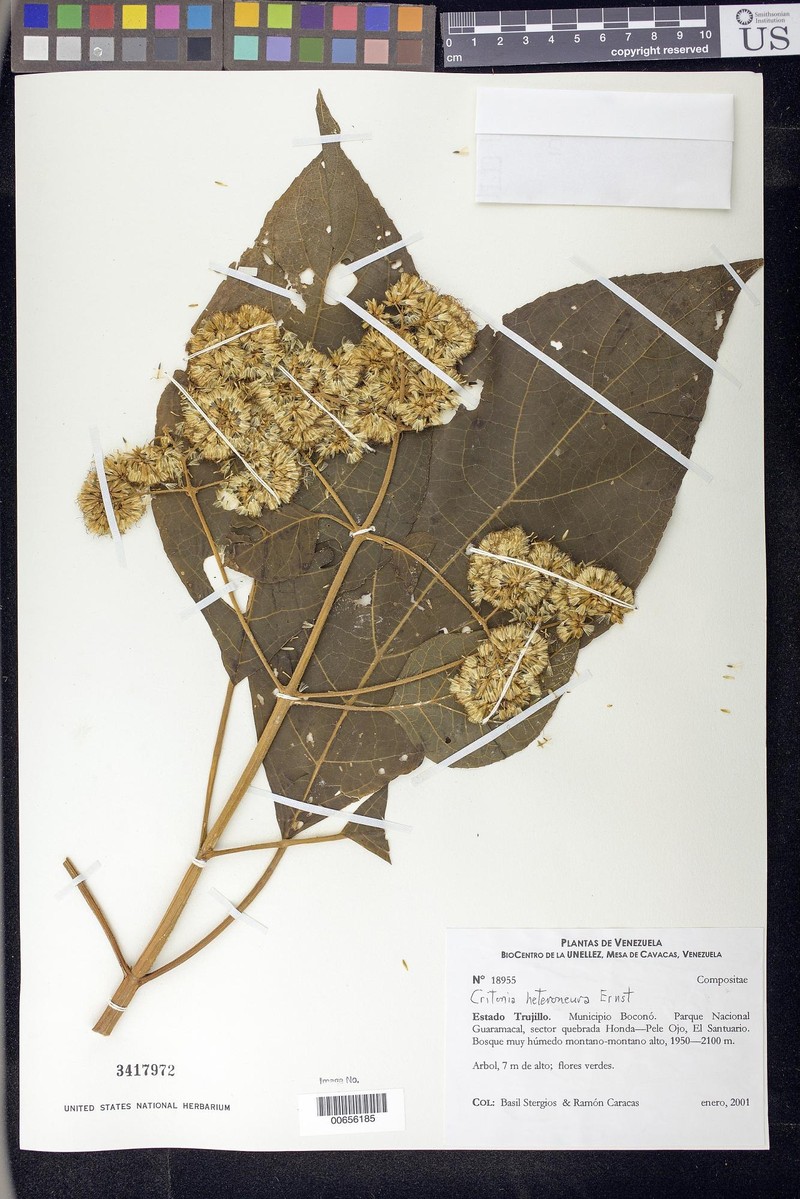 Critonia heteroneura